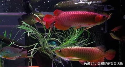 銀帶好養嗎|銀龍魚混養方面的注意點